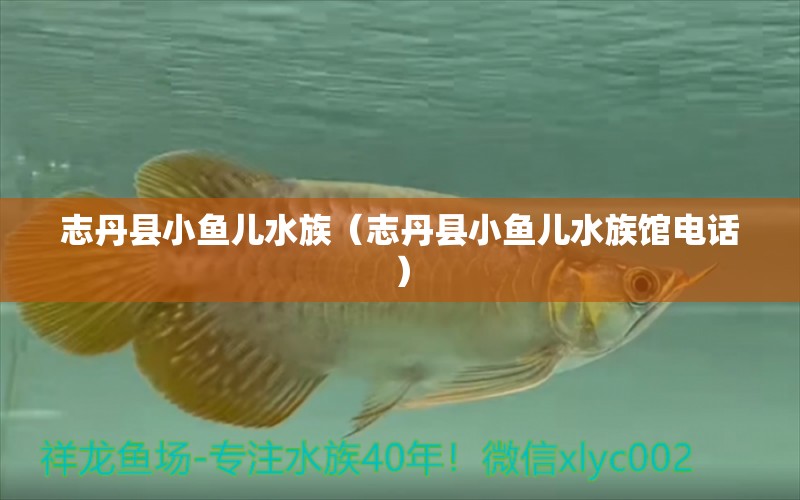 志丹縣小魚兒水族（志丹縣小魚兒水族館電話） 全國水族館企業(yè)名錄