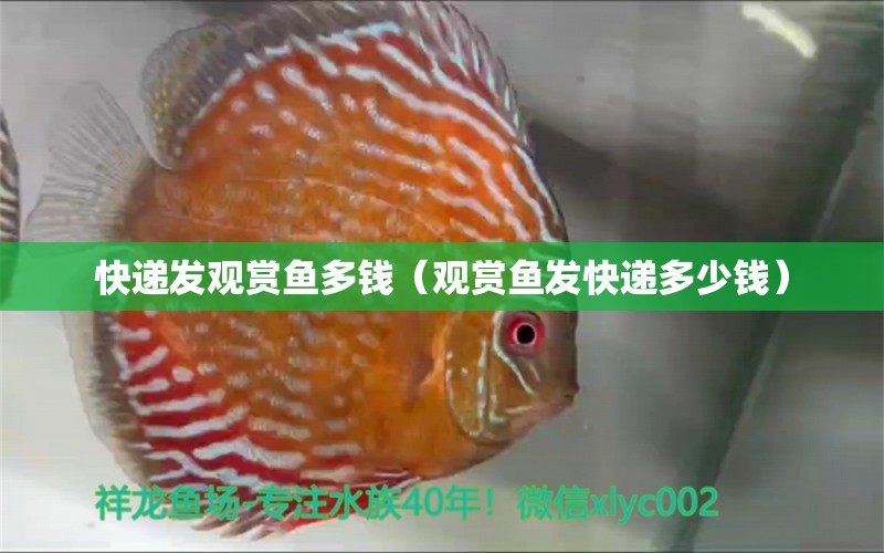 快遞發(fā)觀賞魚多錢（觀賞魚發(fā)快遞多少錢）