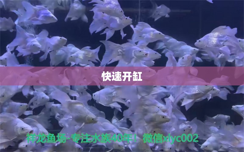 快速開(kāi)缸 刀魚(yú)魚(yú)