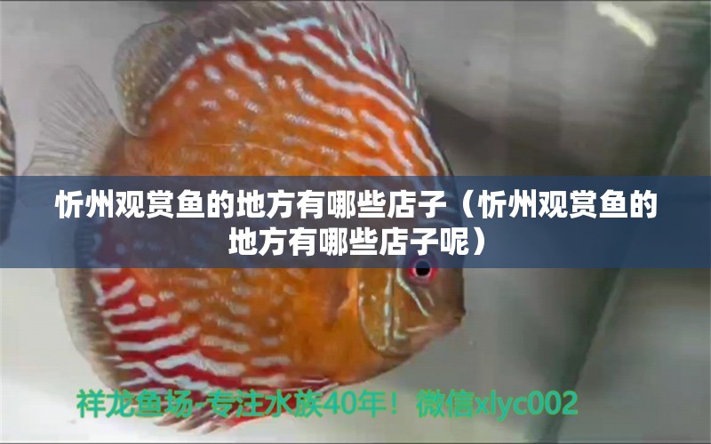 忻州觀賞魚(yú)的地方有哪些店子（忻州觀賞魚(yú)的地方有哪些店子呢）