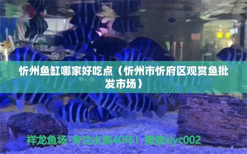 忻州魚缸哪家好吃點（忻州市忻府區(qū)觀賞魚批發(fā)市場）