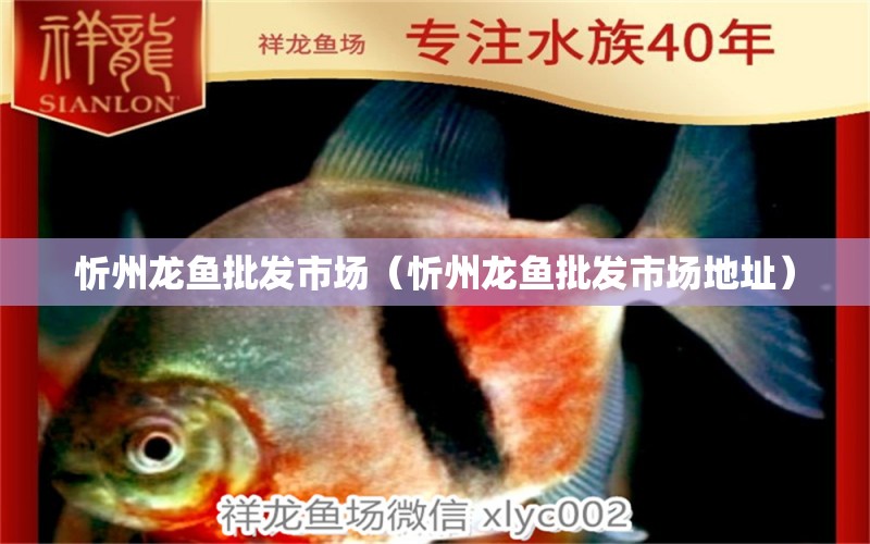 忻州龍魚批發(fā)市場（忻州龍魚批發(fā)市場地址）