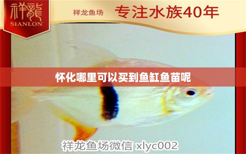 懷化哪里可以買到魚缸魚苗呢 祥龍魚場