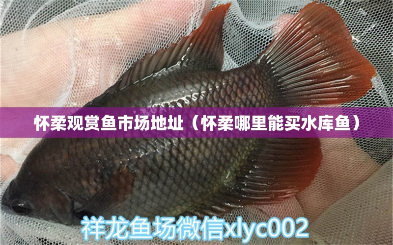 懷柔觀賞魚市場地址（懷柔哪里能買水庫魚）