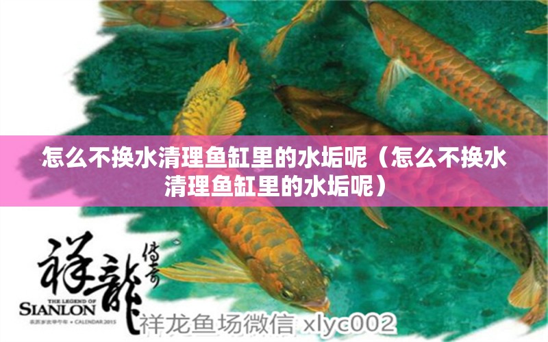 怎么不換水清理魚缸里的水垢呢（怎么不換水清理魚缸里的水垢呢） 狗仔（招財(cái)貓)魚苗