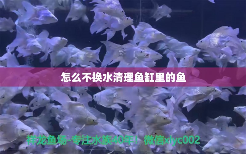 怎么不換水清理魚缸里的魚