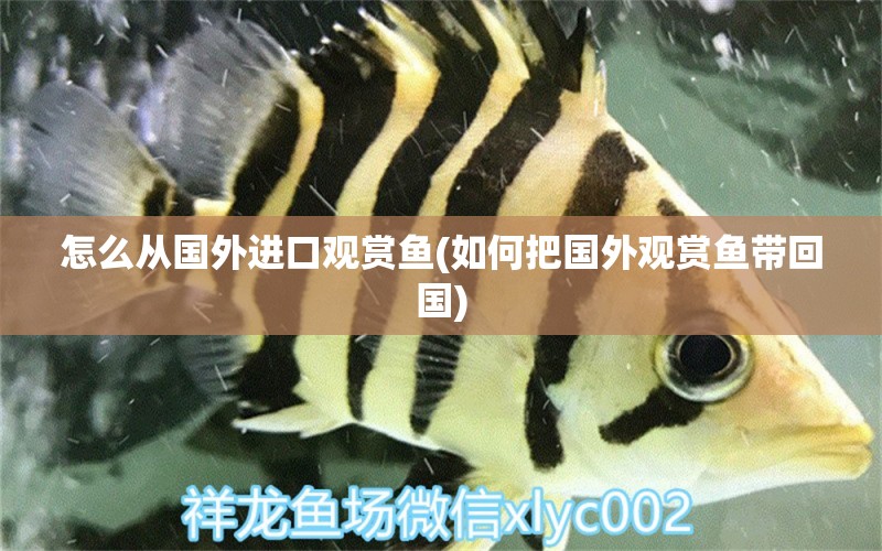 怎么從國(guó)外進(jìn)口觀賞魚(yú)(如何把國(guó)外觀賞魚(yú)帶回國(guó)) 銀古魚(yú)苗