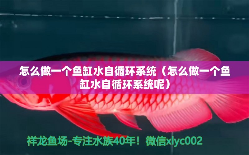 怎么做一個魚缸水自循環(huán)系統(tǒng)（怎么做一個魚缸水自循環(huán)系統(tǒng)呢）