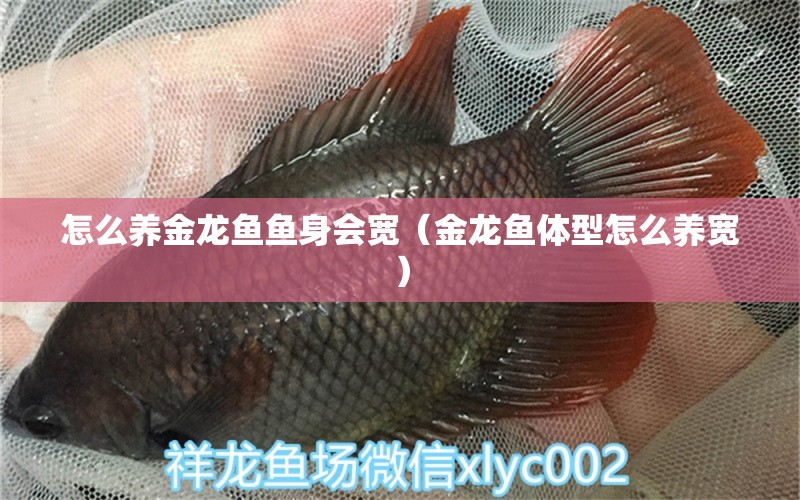 怎么養(yǎng)金龍魚魚身會寬（金龍魚體型怎么養(yǎng)寬）