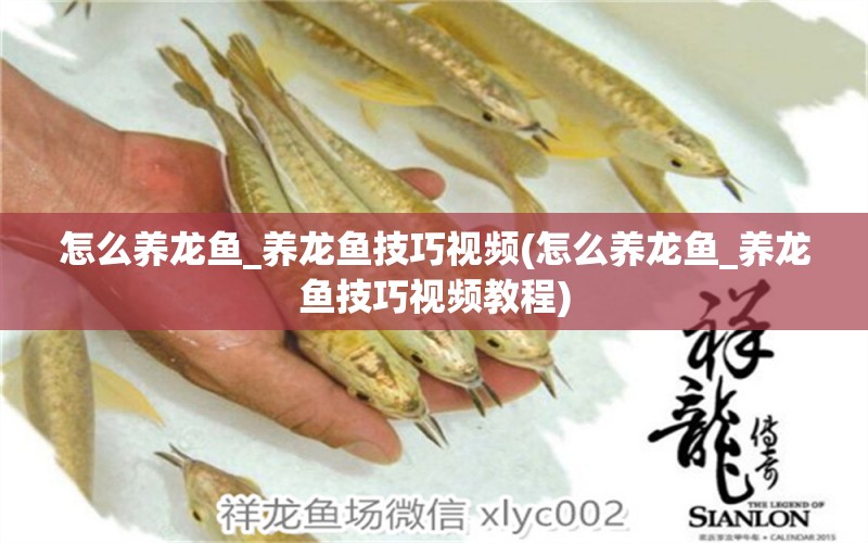 怎么養(yǎng)龍魚_養(yǎng)龍魚技巧視頻(怎么養(yǎng)龍魚_養(yǎng)龍魚技巧視頻教程) 名貴錦鯉魚