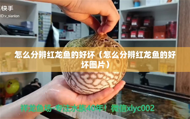 怎么分辨紅龍魚的好壞（怎么分辨紅龍魚的好壞圖片）