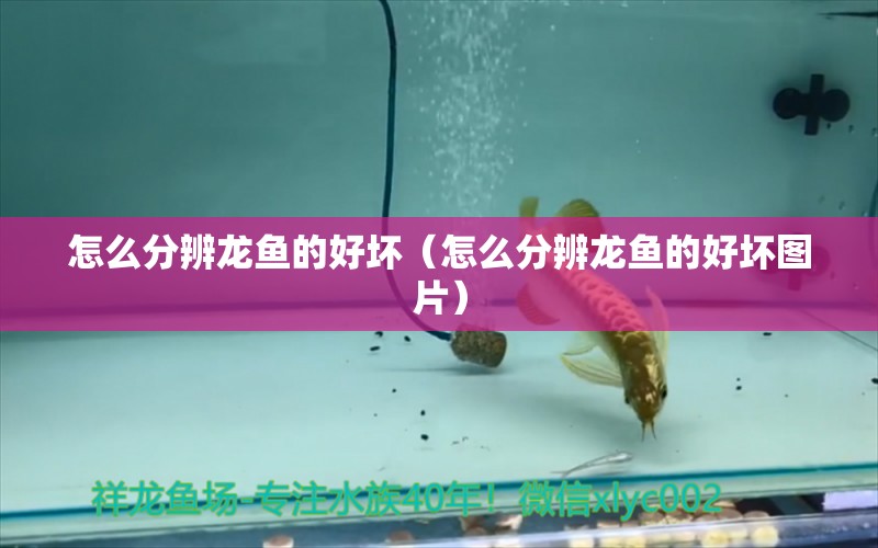 怎么分辨龍魚(yú)的好壞（怎么分辨龍魚(yú)的好壞圖片）