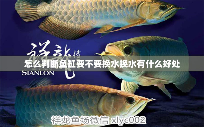 怎么判斷魚缸要不要換水換水有什么好處 紅老虎魚 第2張