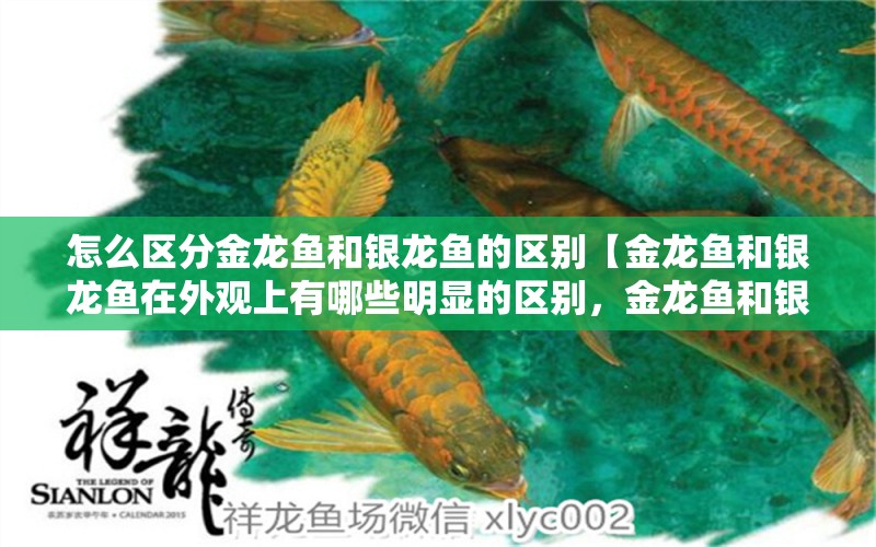 怎么區(qū)分金龍魚和銀龍魚的區(qū)別【金龍魚和銀龍魚在外觀上有哪些明顯的區(qū)別，金龍魚和銀龍魚的區(qū)別】 水族問答 第1張