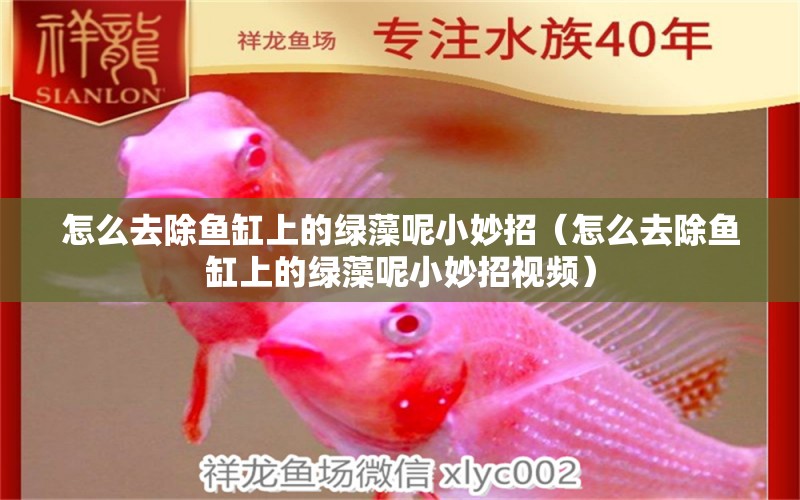 怎么去除魚缸上的綠藻呢小妙招（怎么去除魚缸上的綠藻呢小妙招視頻） 祥龍水族醫(yī)院