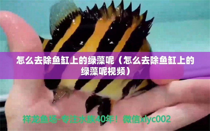 怎么去除魚缸上的綠藻呢（怎么去除魚缸上的綠藻呢視頻） 祥龍水族醫(yī)院