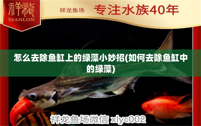 怎么去除魚缸上的綠藻小妙招(如何去除魚缸中的綠藻) 進口元寶鳳凰魚