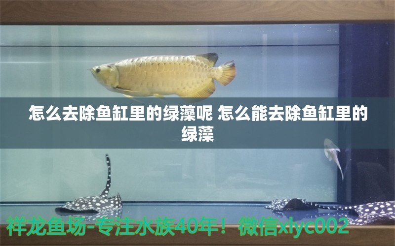 怎么去除魚(yú)缸里的綠藻呢 怎么能去除魚(yú)缸里的綠藻 綠皮辣椒小紅龍 第1張