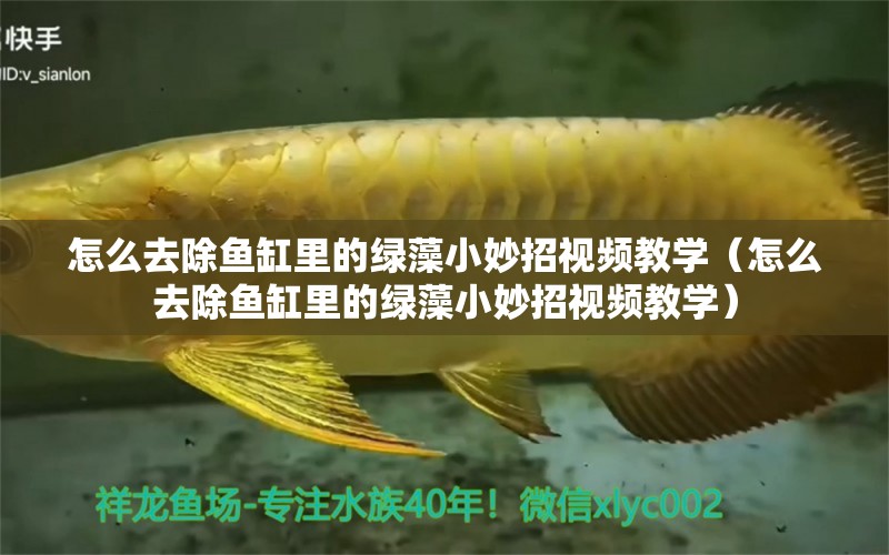 怎么去除魚缸里的綠藻小妙招視頻教學（怎么去除魚缸里的綠藻小妙招視頻教學）