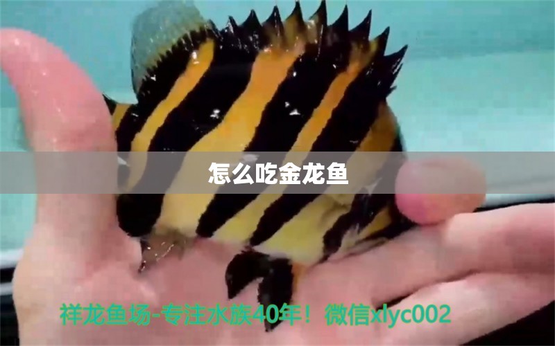 怎么吃金龍魚