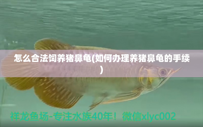 怎么合法飼養(yǎng)豬鼻龜(如何辦理養(yǎng)豬鼻龜?shù)氖掷m(xù)) 豬鼻龜百科 第1張