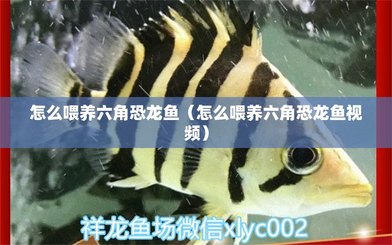 怎么喂養(yǎng)六角恐龍魚（怎么喂養(yǎng)六角恐龍魚視頻） 白子黑帝王魟魚