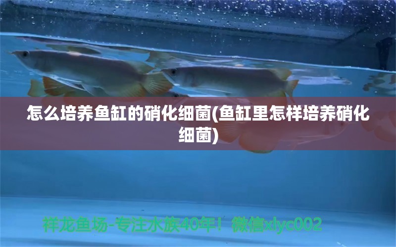 怎么培養(yǎng)魚缸的硝化細(xì)菌(魚缸里怎樣培養(yǎng)硝化細(xì)菌) 硝化細(xì)菌