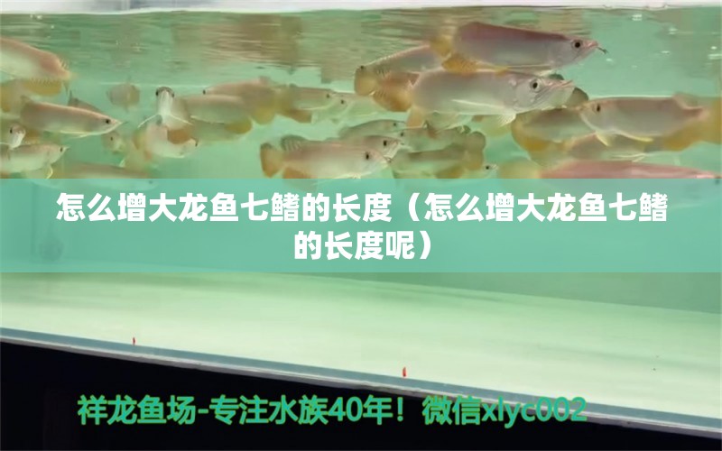 怎么增大龍魚七鰭的長度（怎么增大龍魚七鰭的長度呢） 祥龍水族醫(yī)院