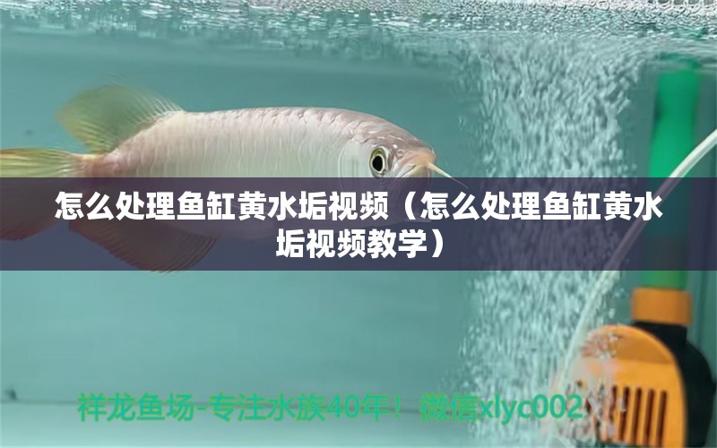 怎么處理魚缸黃水垢視頻（怎么處理魚缸黃水垢視頻教學(xué)）