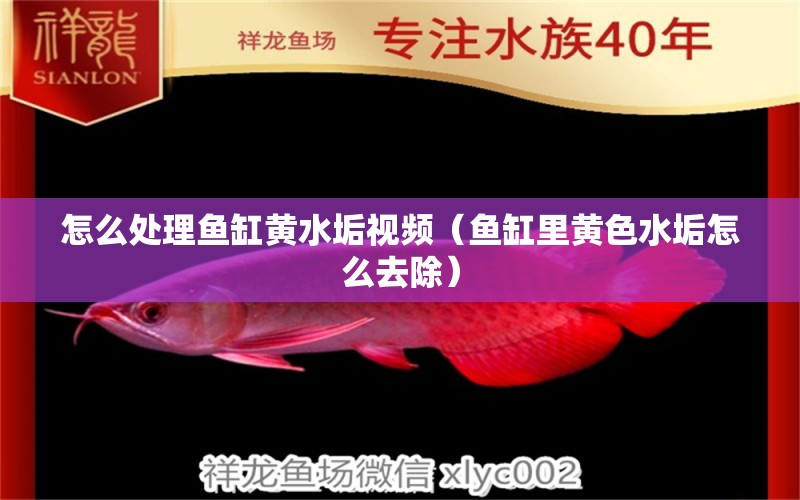 怎么處理魚缸黃水垢視頻（魚缸里黃色水垢怎么去除）