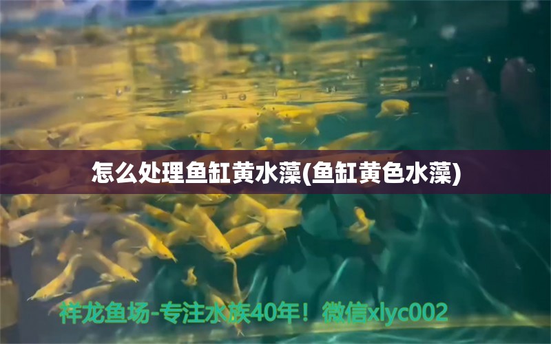 怎么處理魚(yú)缸黃水藻(魚(yú)缸黃色水藻) 馬拉莫寶石魚(yú)