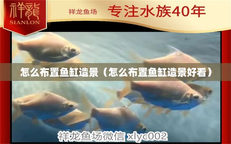 怎么布置魚缸造景（怎么布置魚缸造景好看）