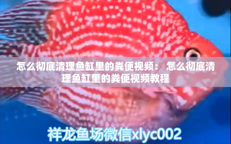 怎么徹底清理魚缸里的糞便視頻： 怎么徹底清理魚缸里的糞便視頻教程 廣州孟吉爾