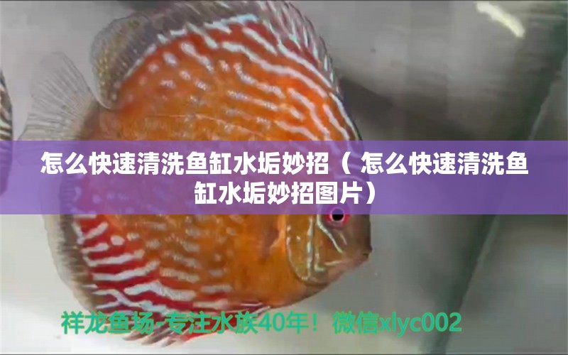 怎么快速清洗魚(yú)缸水垢妙招（ 怎么快速清洗魚(yú)缸水垢妙招圖片） 水族用品 第1張