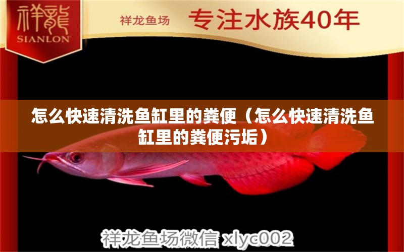 怎么快速清洗魚(yú)缸里的糞便（怎么快速清洗魚(yú)缸里的糞便污垢） 二氧化碳設(shè)備