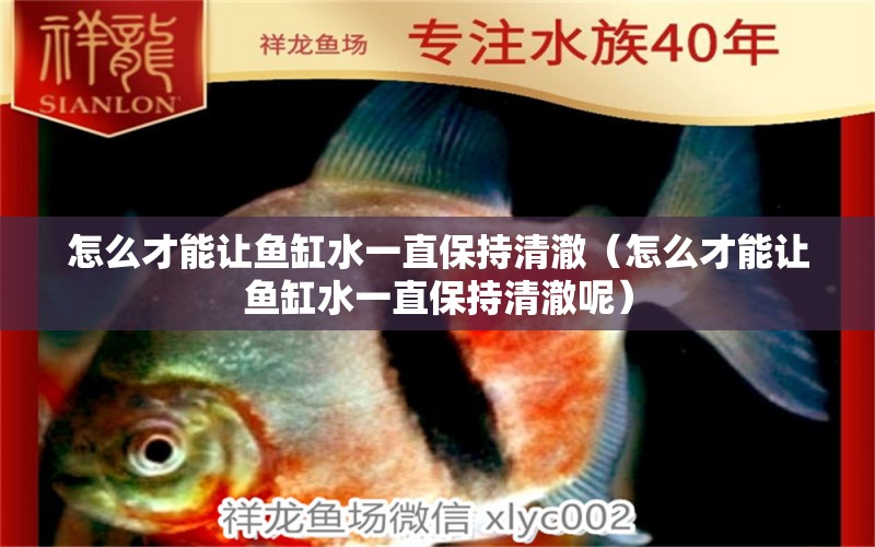 怎么才能讓魚缸水一直保持清澈（怎么才能讓魚缸水一直保持清澈呢） 飛鳳魚苗