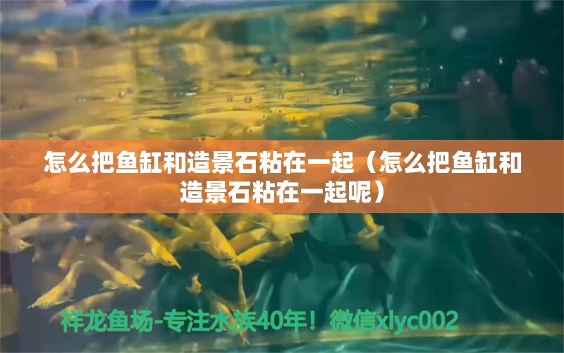 怎么把魚缸和造景石粘在一起（怎么把魚缸和造景石粘在一起呢）