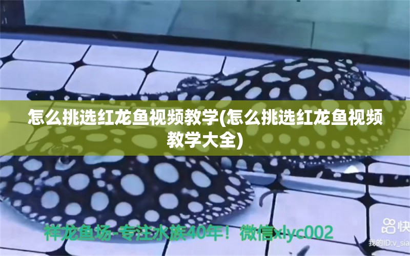 怎么挑選紅龍魚(yú)視頻教學(xué)(怎么挑選紅龍魚(yú)視頻教學(xué)大全) 白子黑帝王魟魚(yú)