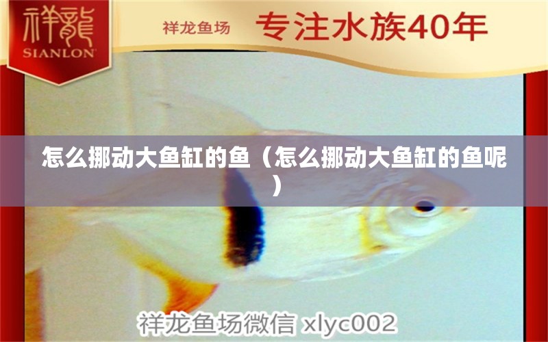 怎么挪動(dòng)大魚缸的魚（怎么挪動(dòng)大魚缸的魚呢）