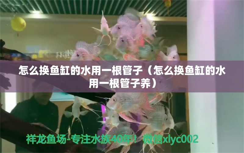 怎么換魚缸的水用一根管子（怎么換魚缸的水用一根管子養(yǎng)） 祥龍水族醫(yī)院