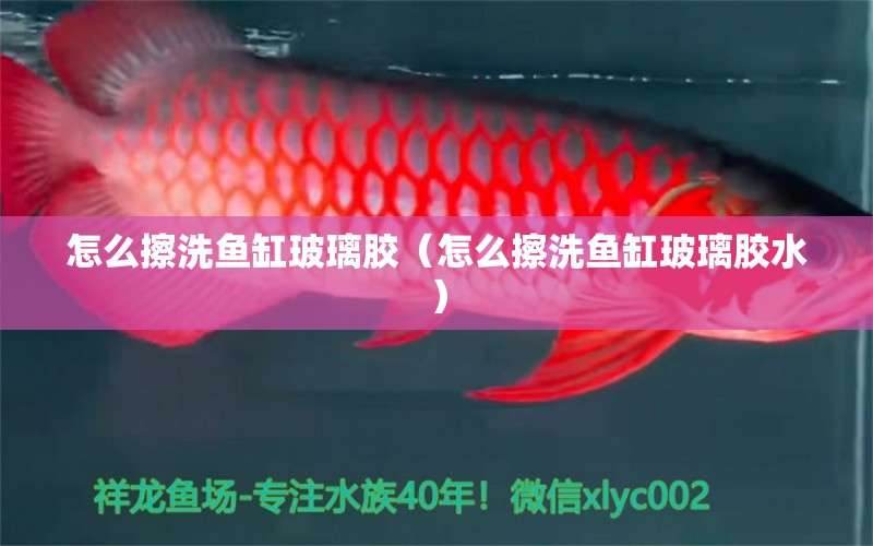 怎么擦洗魚缸玻璃膠（怎么擦洗魚缸玻璃膠水） 白子關(guān)刀魚苗