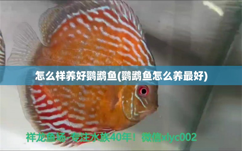 怎么樣養(yǎng)好鸚鵡魚(鸚鵡魚怎么養(yǎng)最好) 鸚鵡魚