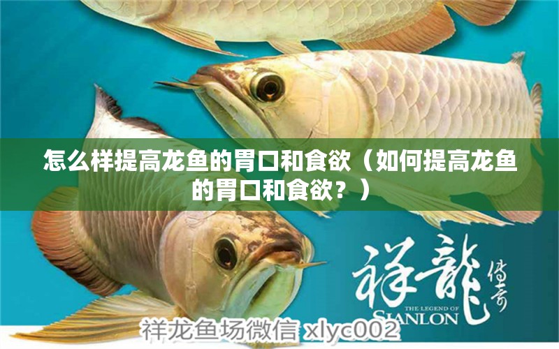 怎么樣提高龍魚的胃口和食欲（如何提高龍魚的胃口和食欲？） 龍魚百科 第2張