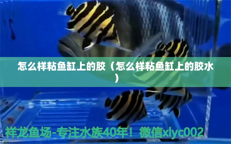 怎么樣粘魚缸上的膠（怎么樣粘魚缸上的膠水）