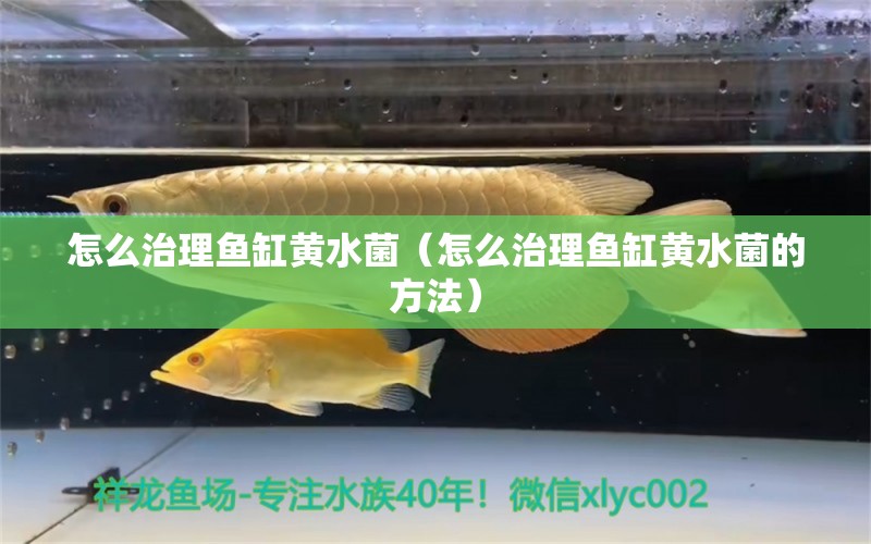 怎么治理魚(yú)缸黃水菌（怎么治理魚(yú)缸黃水菌的方法）