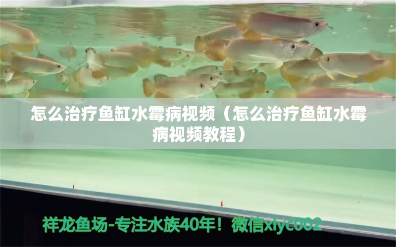 怎么治療魚(yú)缸水霉病視頻（怎么治療魚(yú)缸水霉病視頻教程）