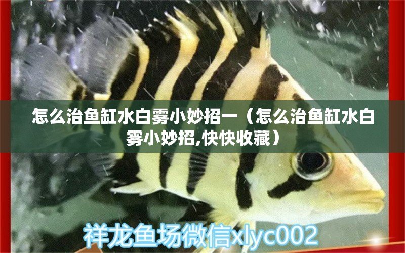 怎么治魚缸水白霧小妙招一（怎么治魚缸水白霧小妙招,快快收藏） 觀賞魚