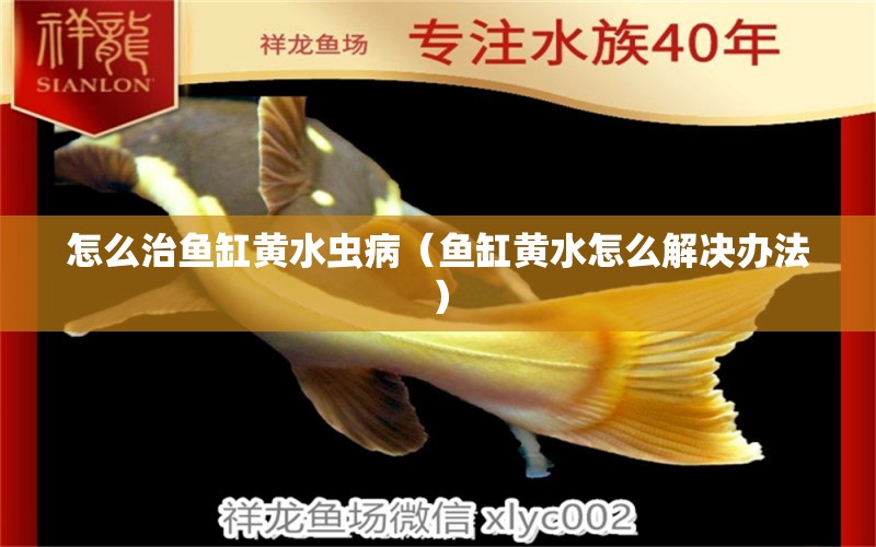 怎么治魚缸黃水蟲病（魚缸黃水怎么解決辦法） 短身紅龍魚