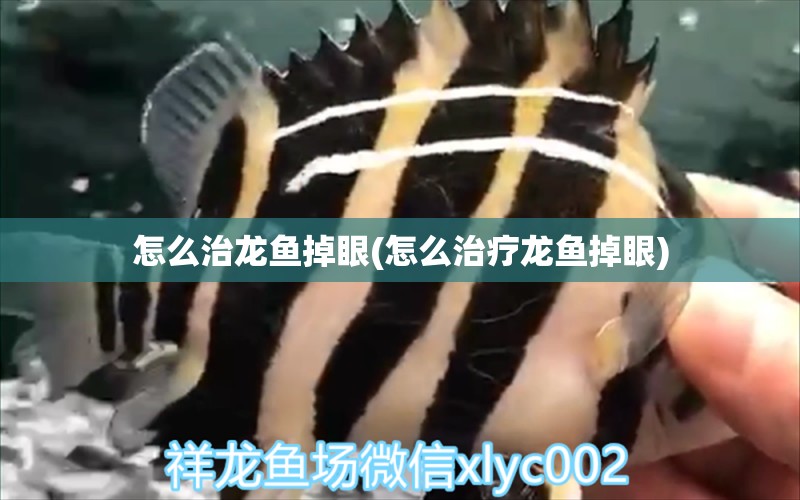 怎么治龍魚(yú)掉眼(怎么治療龍魚(yú)掉眼) 綠皮辣椒小紅龍