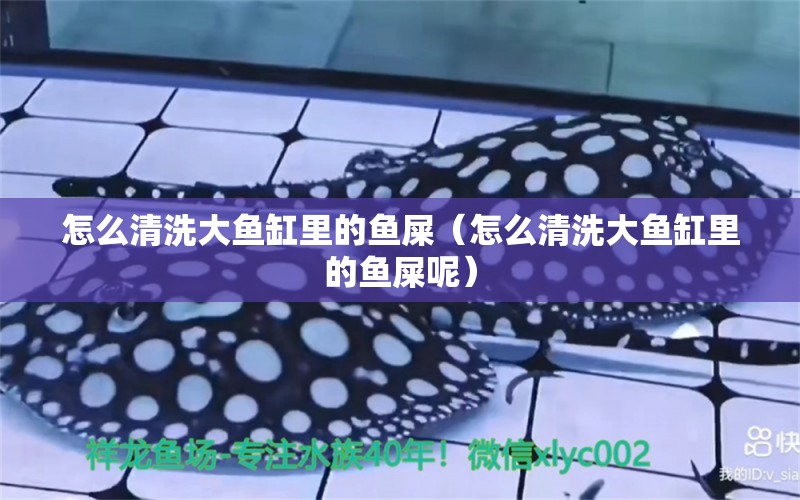 怎么清洗大魚缸里的魚屎（怎么清洗大魚缸里的魚屎呢）